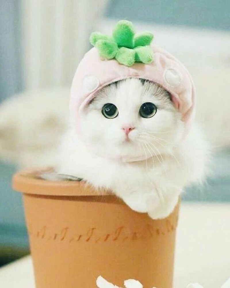 Nghiêm Thị Mỹ Linh